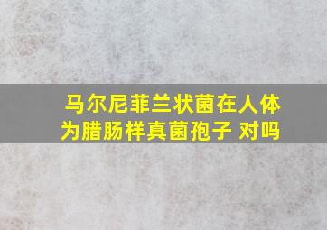 马尔尼菲兰状菌在人体为腊肠样真菌孢子 对吗